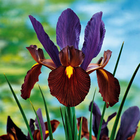 Hollandse Iris Mix (x40) - Iris hollandica frans hals, rosario, tiger eyes, b - Willemse