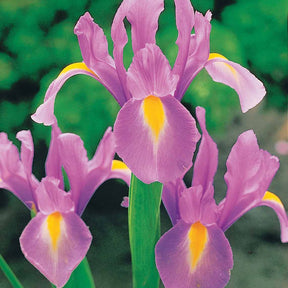 Iris hollandica frans hals, rosario, tiger eyes, b - Hollandse Iris Mix (x40) - Iris