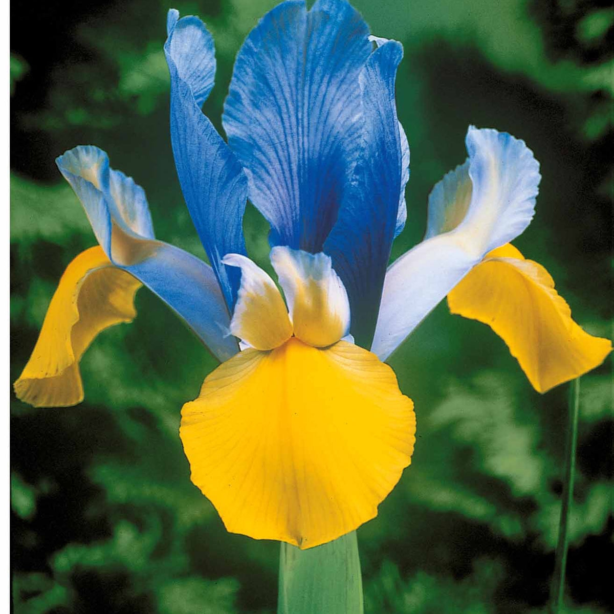 Iris - Hollandse Iris Mix (x40) - Iris hollandica frans hals, rosario, tiger eyes, b