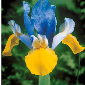 Iris - Hollandse Iris Mix (x40) - Iris hollandica frans hals, rosario, tiger eyes, b