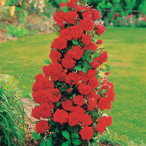 Rozenmix 'Shalom' + 'Korbin' + 'Westerland' + 'Land' (x4) - Rosa shalom + haendel + westerland+korbin - Willemse