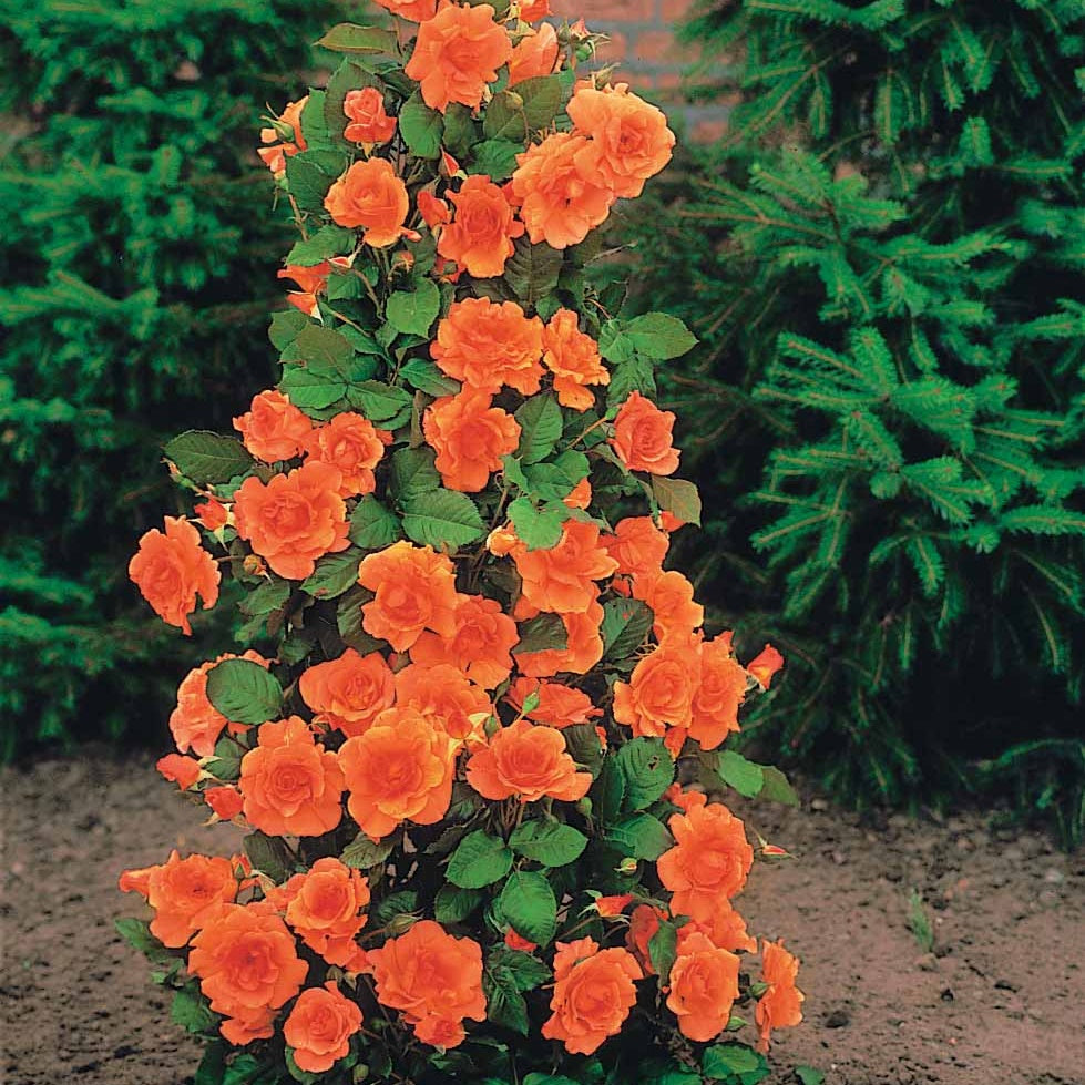 Verkoop Rozenmix 'Shalom' + 'Korbin' + 'Westerland' + 'Land' (x4) - Rosa shalom + haendel + westerland+korbin