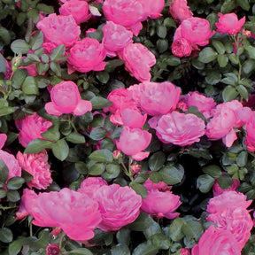 Collectie floribunda rozen ( Red Leonardo Da Vinci +  Leonardo Da Vinci) (x2) - Rosa floribunda red leonardo da vinci, leonardo da
