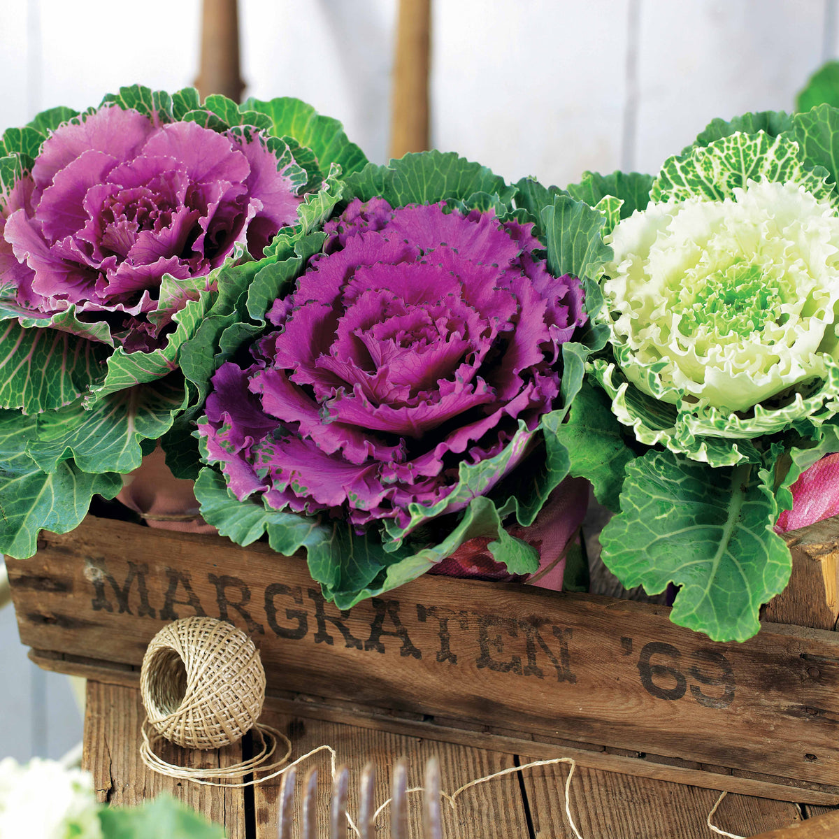 Gemengde sierkolen (x3) - Brassica - Willemse