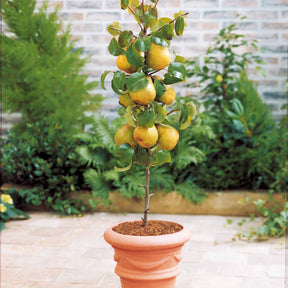 Verkoop Collectie zomerfruit minibomen (x4) - Pyrus communis, Prunus salicina ,Malus domestica, Prunus avium