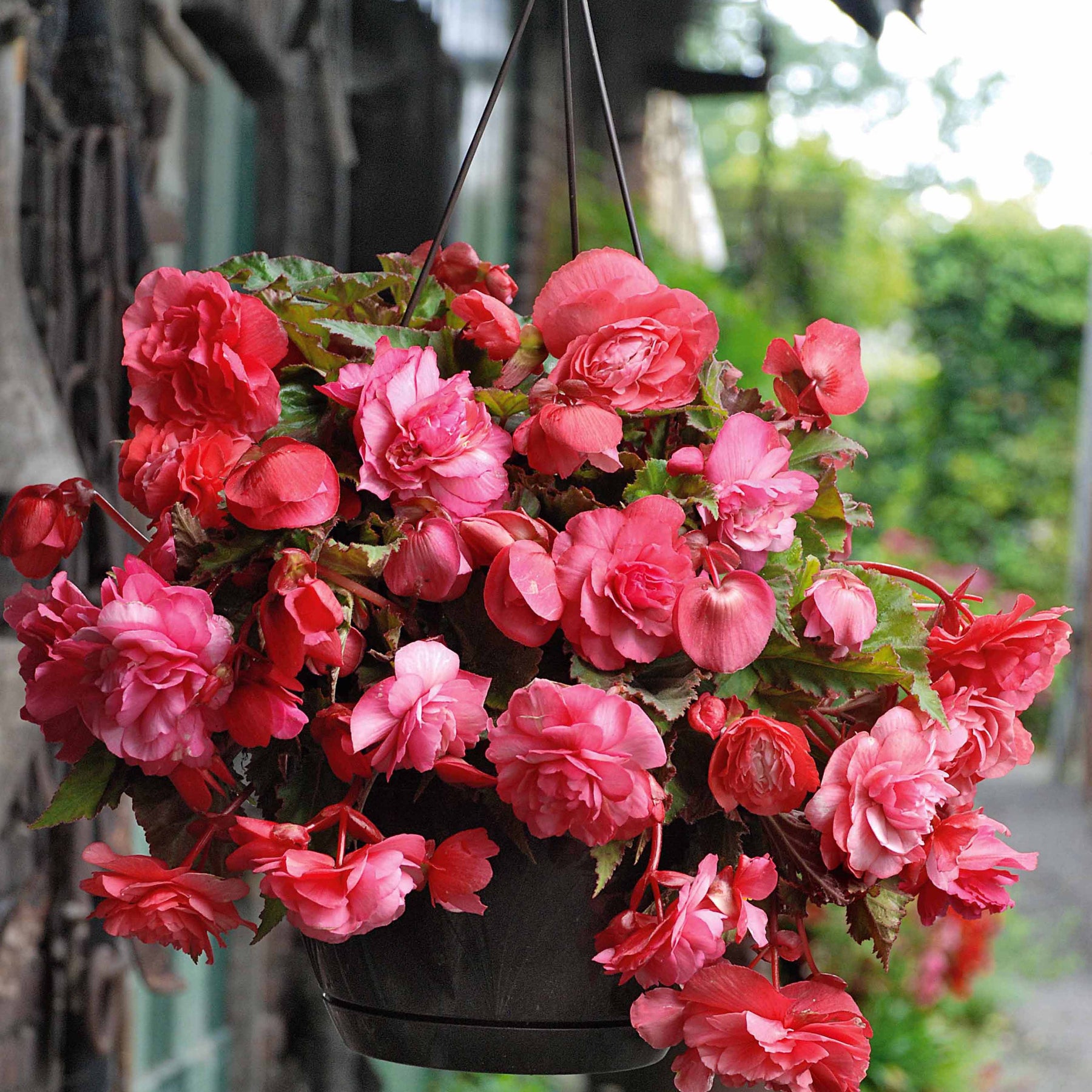Begonia 'red glory', 'angélique''pink delight' - Geurende begonia Mix 'Red Glory' + 'Angelique' + 'Pink Delight' (x9) - Begonia