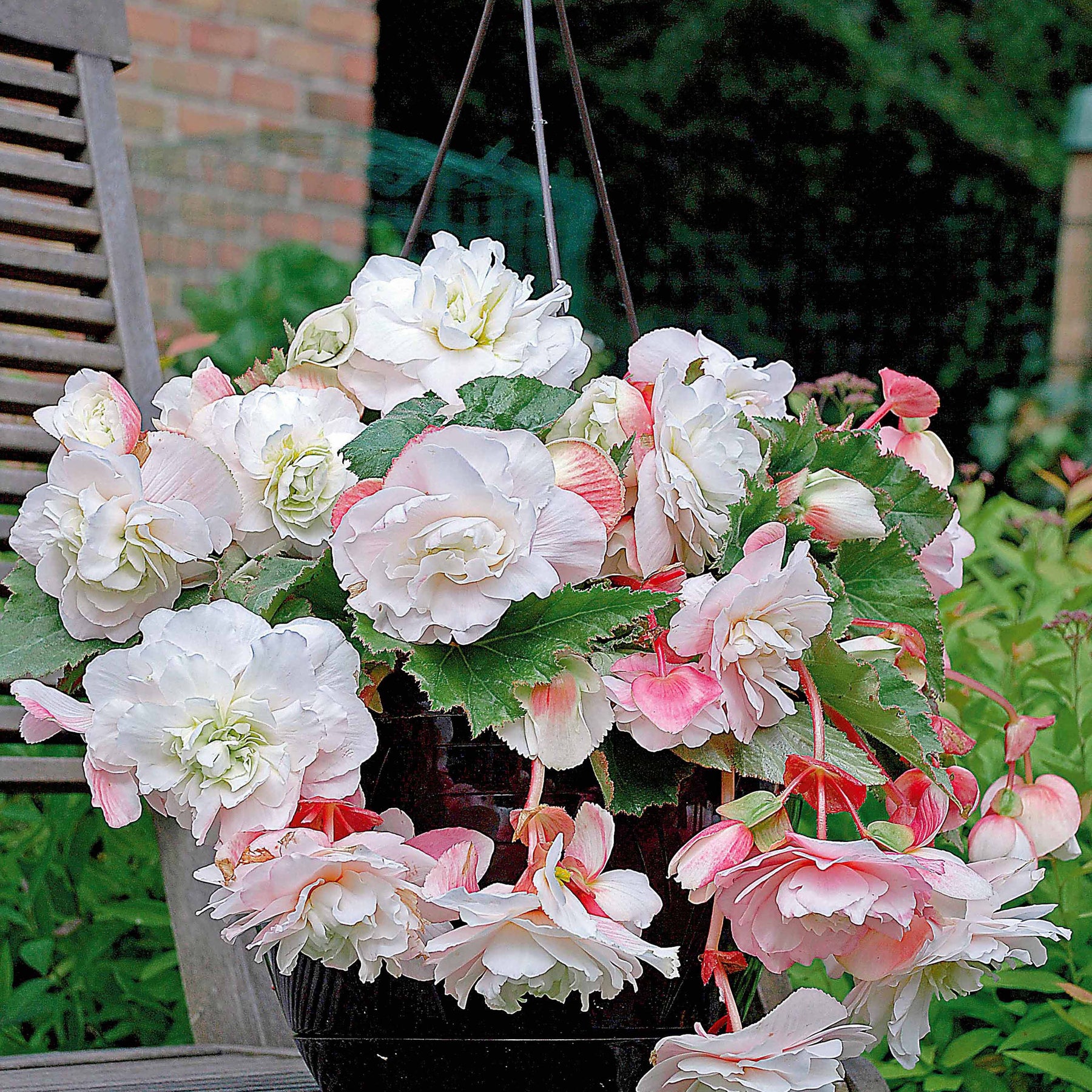 Begonia - Geurende begonia Mix 'Red Glory' + 'Angelique' + 'Pink Delight' (x9) - Begonia 'red glory', 'angélique''pink delight'