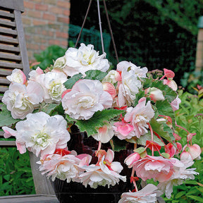 Begonia - Geurende begonia Mix 'Red Glory' + 'Angelique' + 'Pink Delight' (x9) - Begonia 'red glory', 'angélique''pink delight'