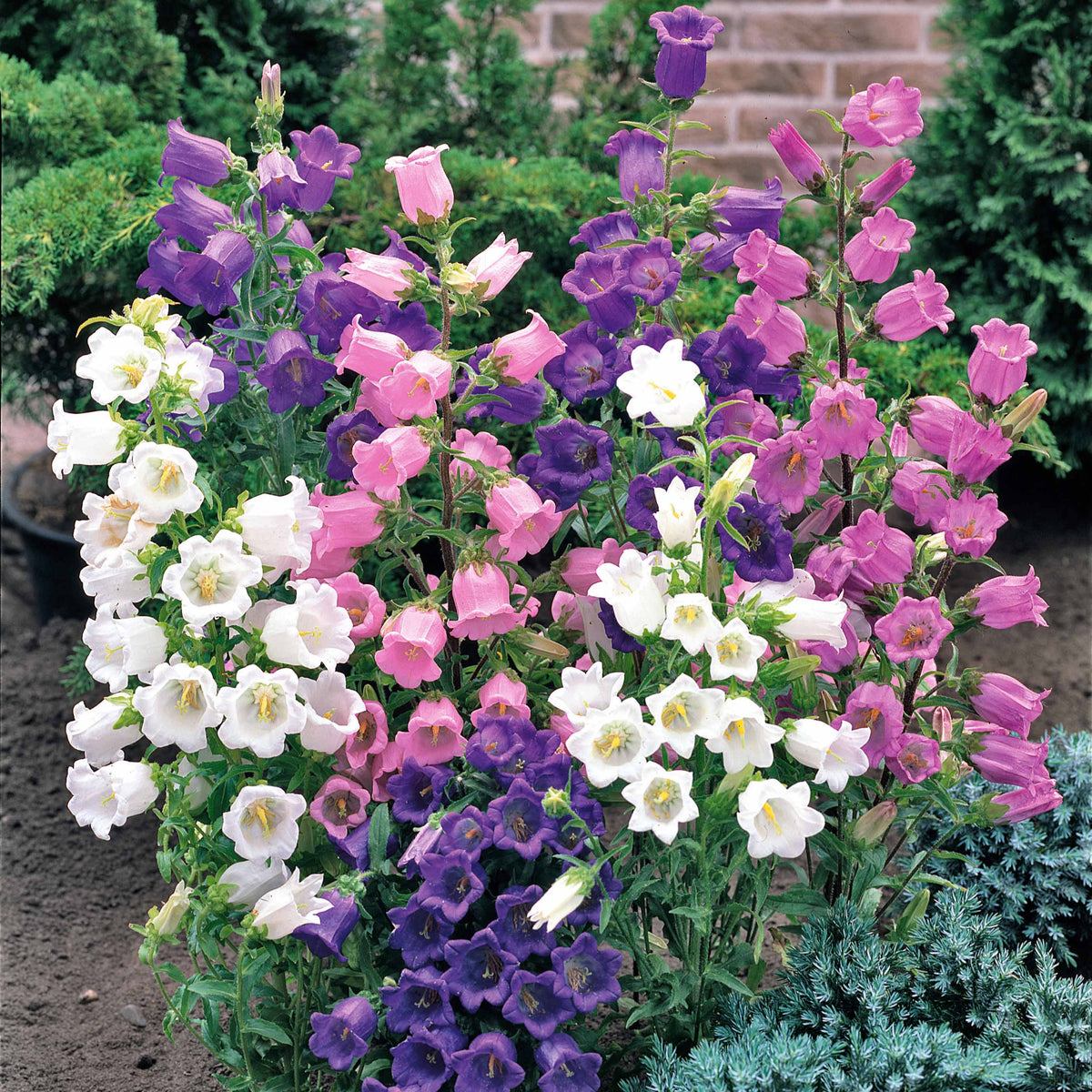 Campanula medium carillon - Mariëtteklokje Mix 'Carillon' (x2) - Klokjesbloem