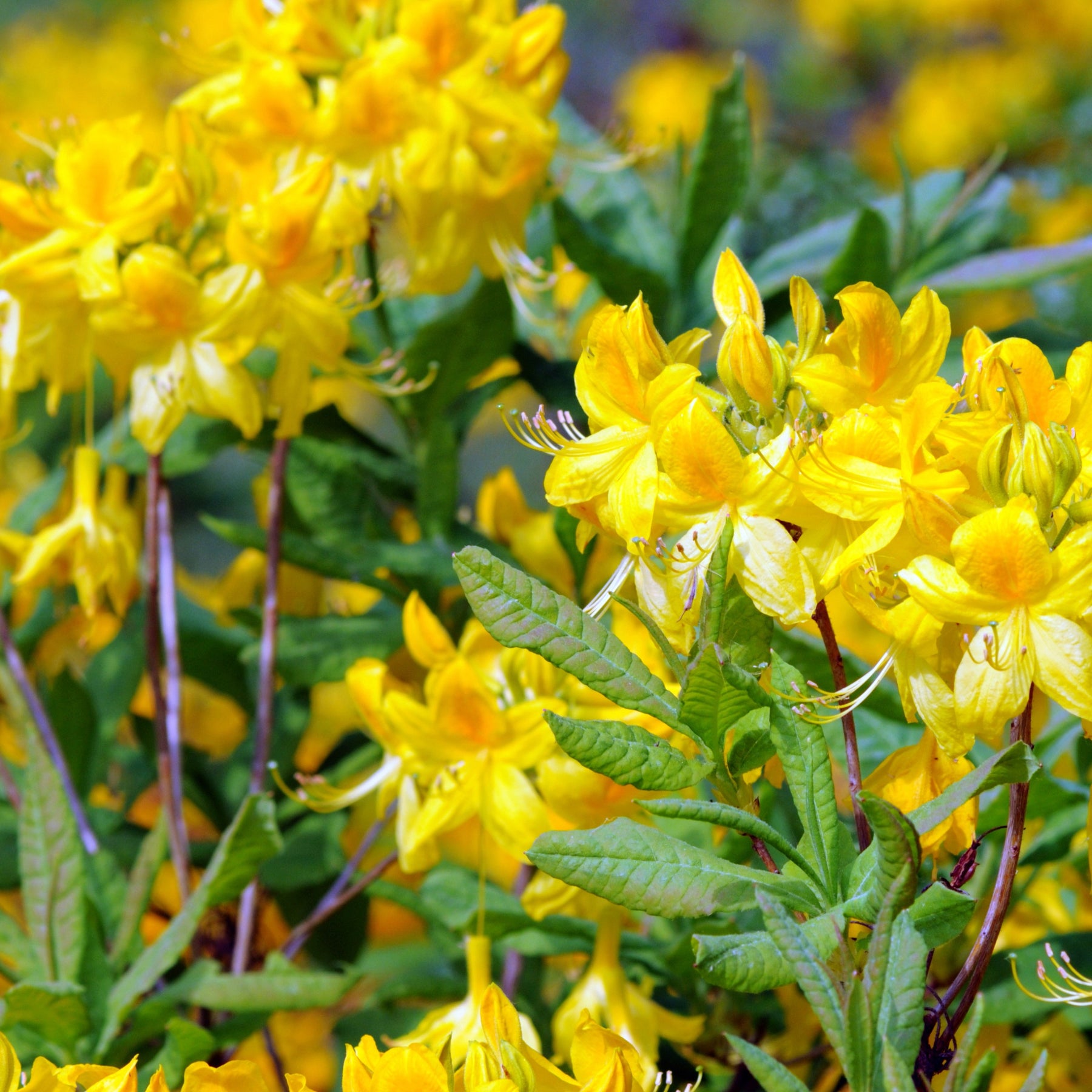 Azalea's - Azalea Mix - oranje + geel + wit - Rhododendron (Azalea) mollis