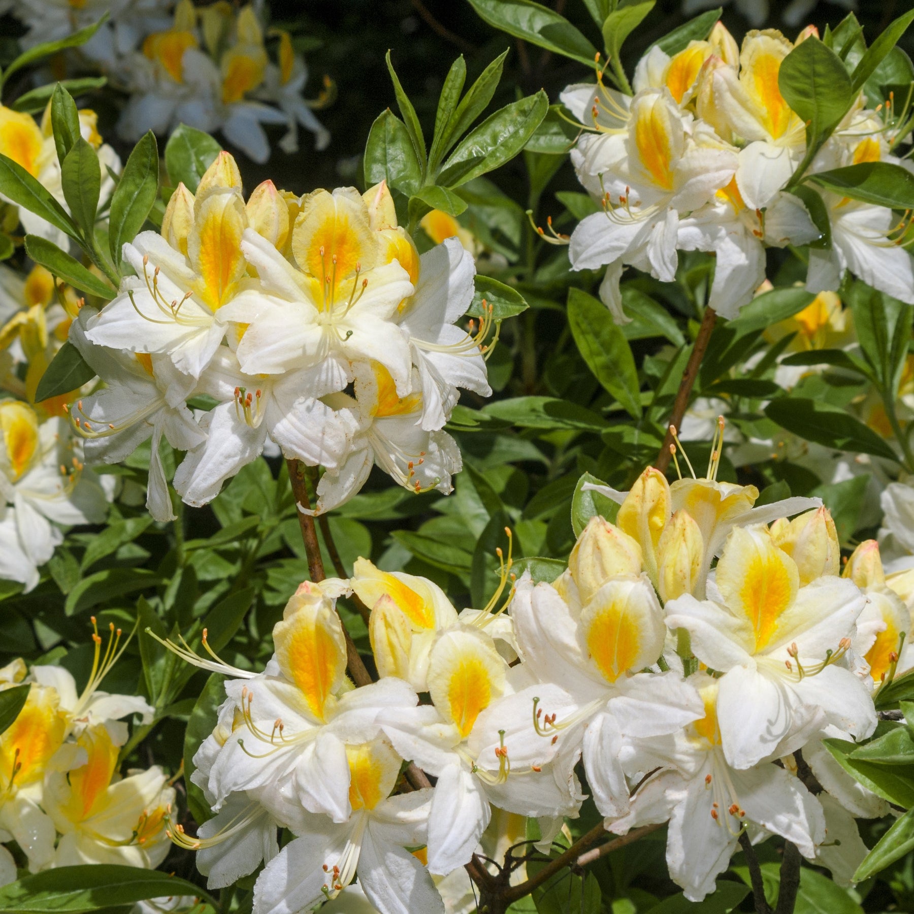Azalea Mix - oranje + geel + wit - Rhododendron (Azalea) mollis - Willemse