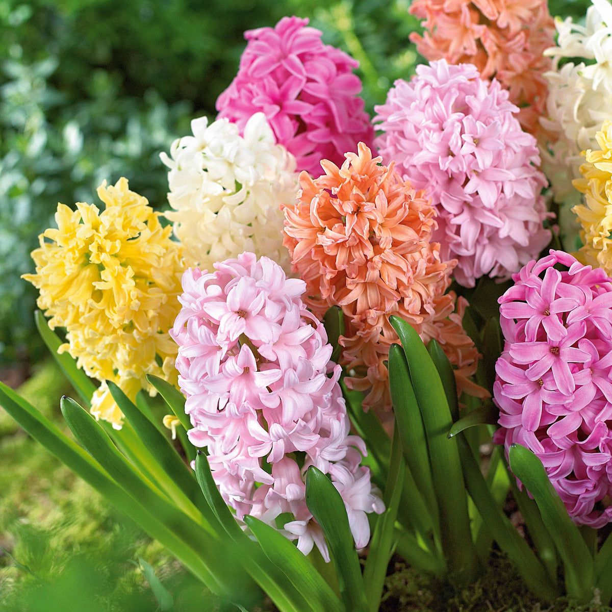 Hyacinthen pastel gemengd (x20) - Willemse