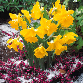 Maanden Narcissen collectie (x30) - Narcissus 'fortune', 'rijnveld early sensation', '