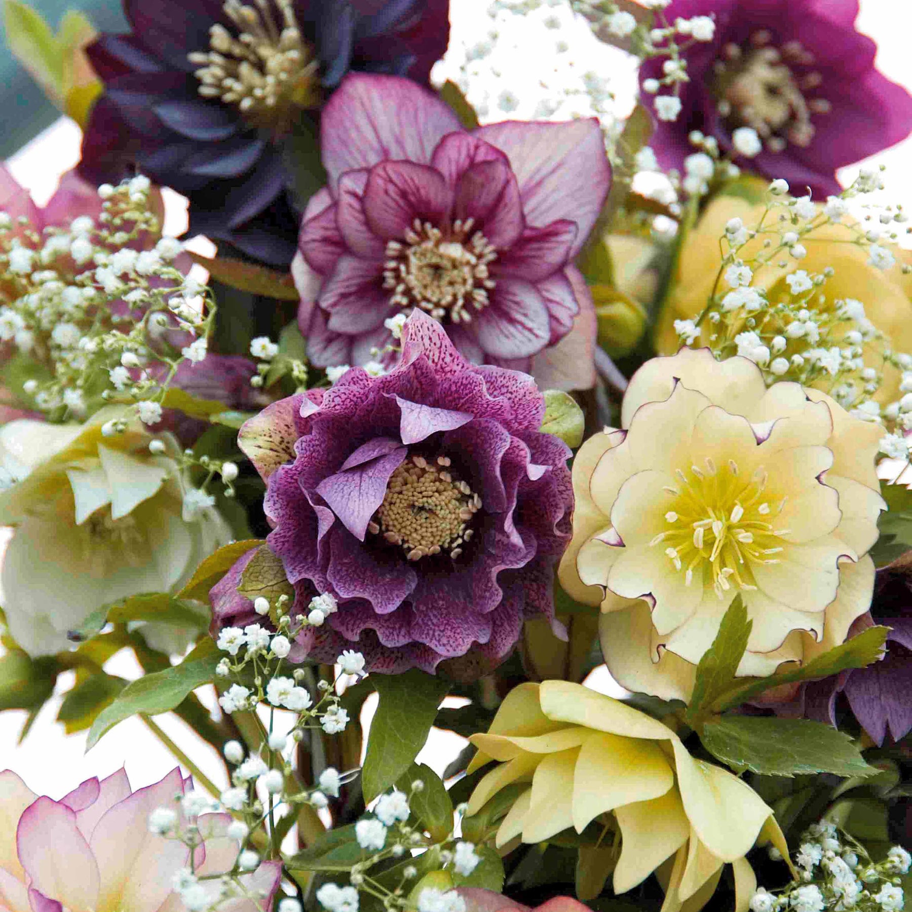 Nieskruid Mix (x3) - Helleborus orientalis - Willemse