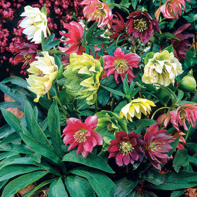 Nieskruid Mix (x3) - Willemse