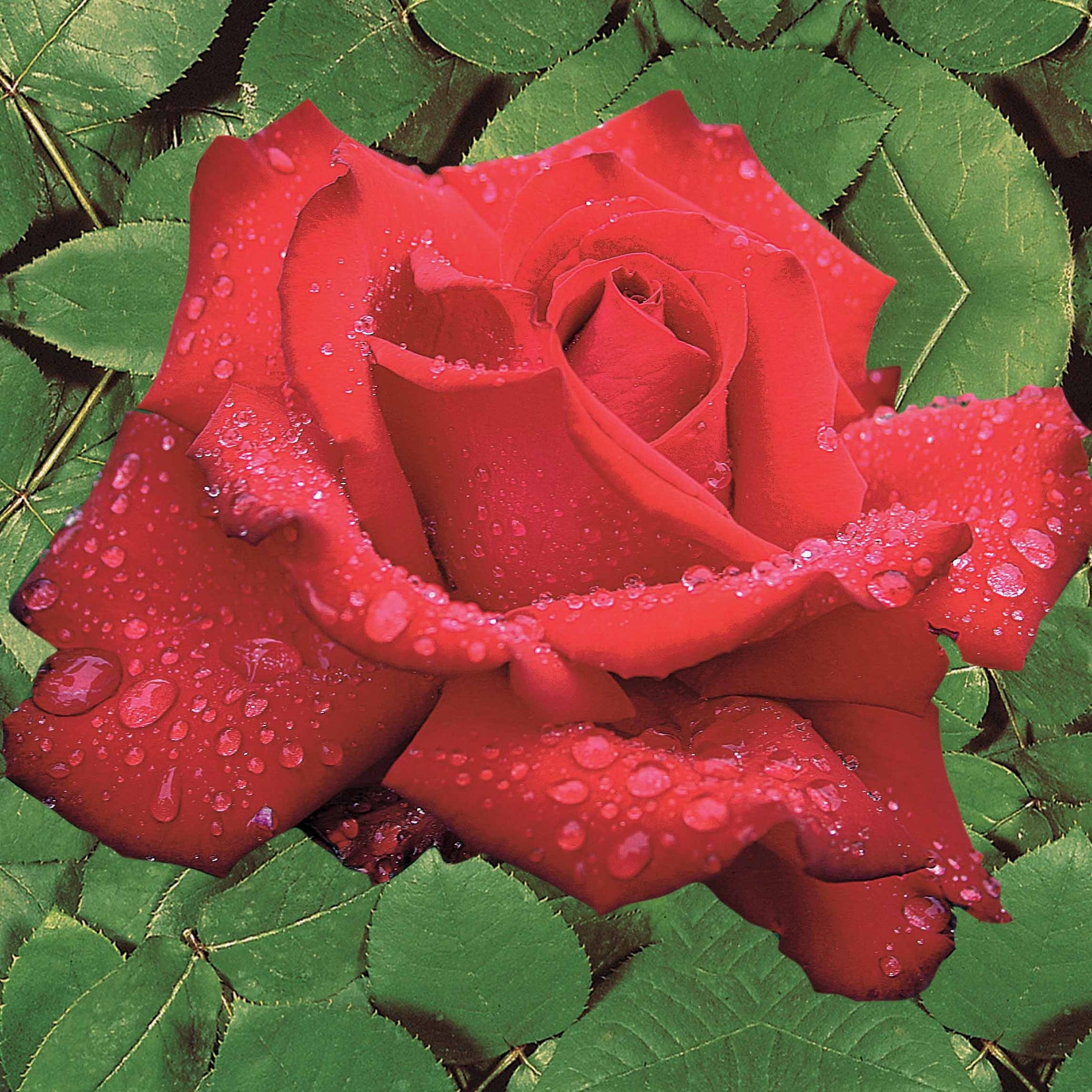Rosa Grande Amore, Souvenir de Baden Baden - Ziekteresistentie rozenmix (x2) - Rozen - Naakte wortels
