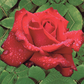 Rosa Grande Amore, Souvenir de Baden Baden - Ziekteresistentie rozenmix (x2) - Rozen - Naakte wortels