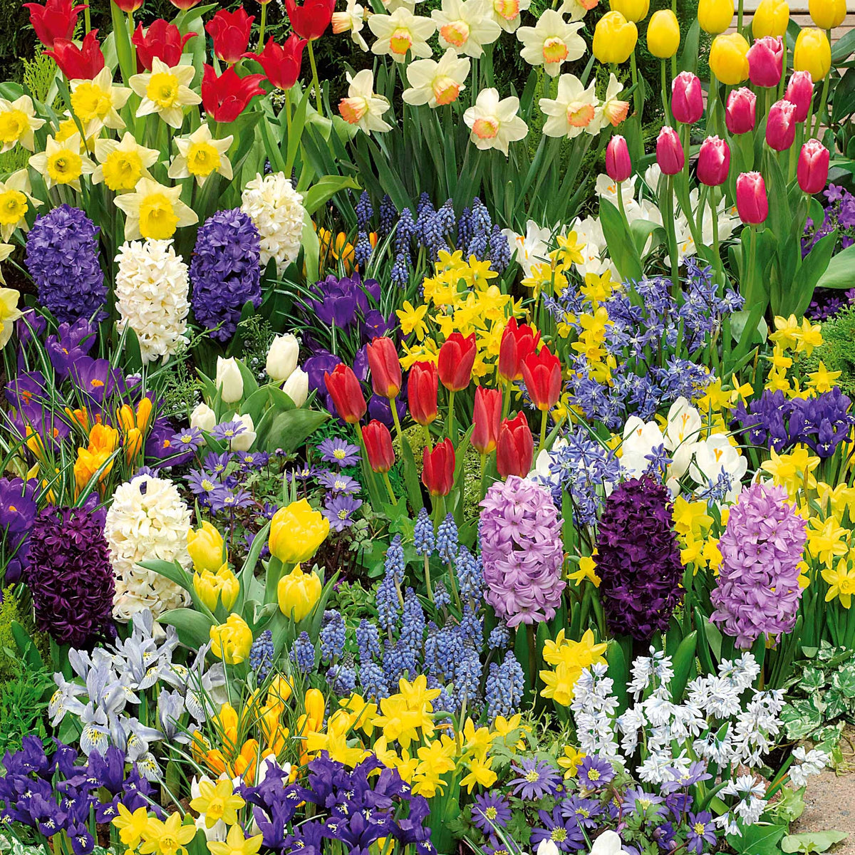Bloembollenmix 'Voorjaarsbloeiers' (x200) - Willemse