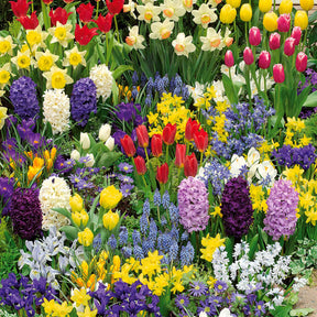 Bloembollenmix 'Voorjaarsbloeiers' (x200) - Willemse