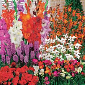 Bloembollenmix 'Zomerbloeiers' - 1,5 m² (x50) - Willemse