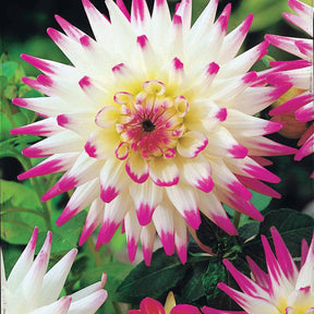Cactus Dahlia Mix (x8) - Dahlia 'haley jane', 'purple gem', 'oiseau de feu' - Willemse