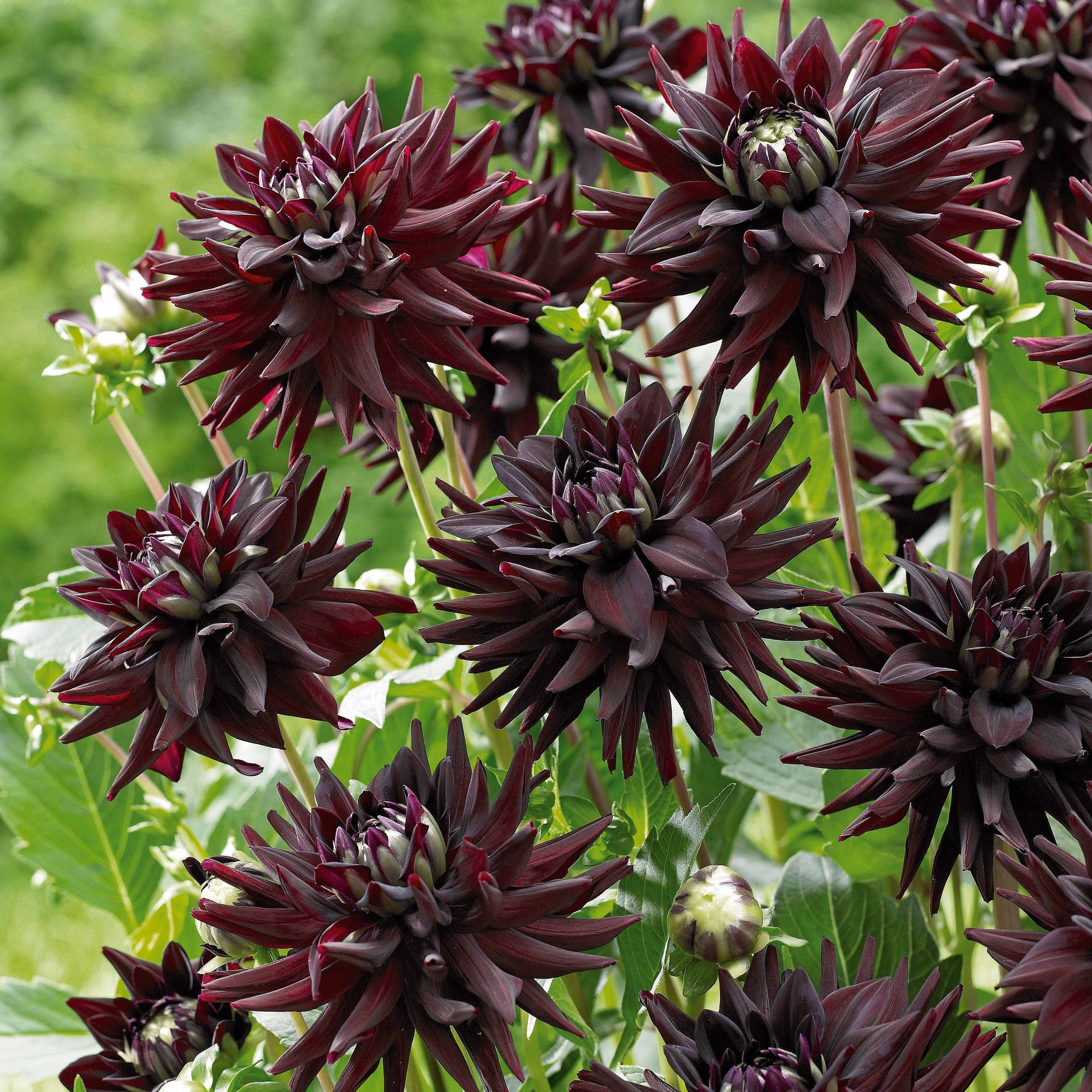 Dahlia  - Cactus Dahlia Mix (x8) - Dahlia 'haley jane', 'purple gem', 'oiseau de feu'