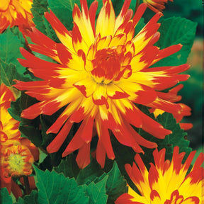 Verkoop Cactus Dahlia Mix (x8) - Dahlia 'haley jane', 'purple gem', 'oiseau de feu'