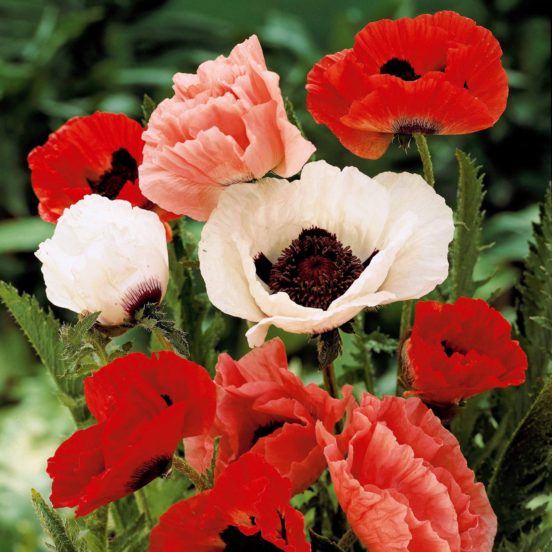 Oosterse klaproos (x3) - Papaver orientale - Willemse