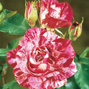 Rosa 'black baccara', 'candy stripe', 'helga' - Collectie grootbloemige rozen (Black Baccara, Candy stripe, Helga) (x3) - Rozen - Naakte wortels