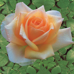 Rozen - Naakte wortels - Rozenmix 'Malaga' + 'Blue Moon' + 'Magic Parfum' (x4) - Rosa whisky, malaga,lune bleue, la magie du parfum