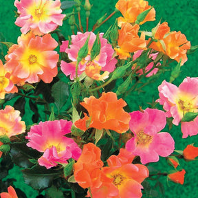 Bodembedekkende roos Mix 'Happy Chappy' + 'Mirato' (x6) - Rosa happy chappy , mirato - Willemse