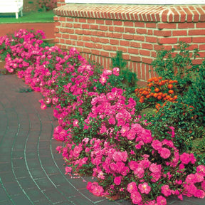 Rosa happy chappy , mirato - Bodembedekkende roos Mix 'Happy Chappy' + 'Mirato' (x6) - Bodembedekkende rozen