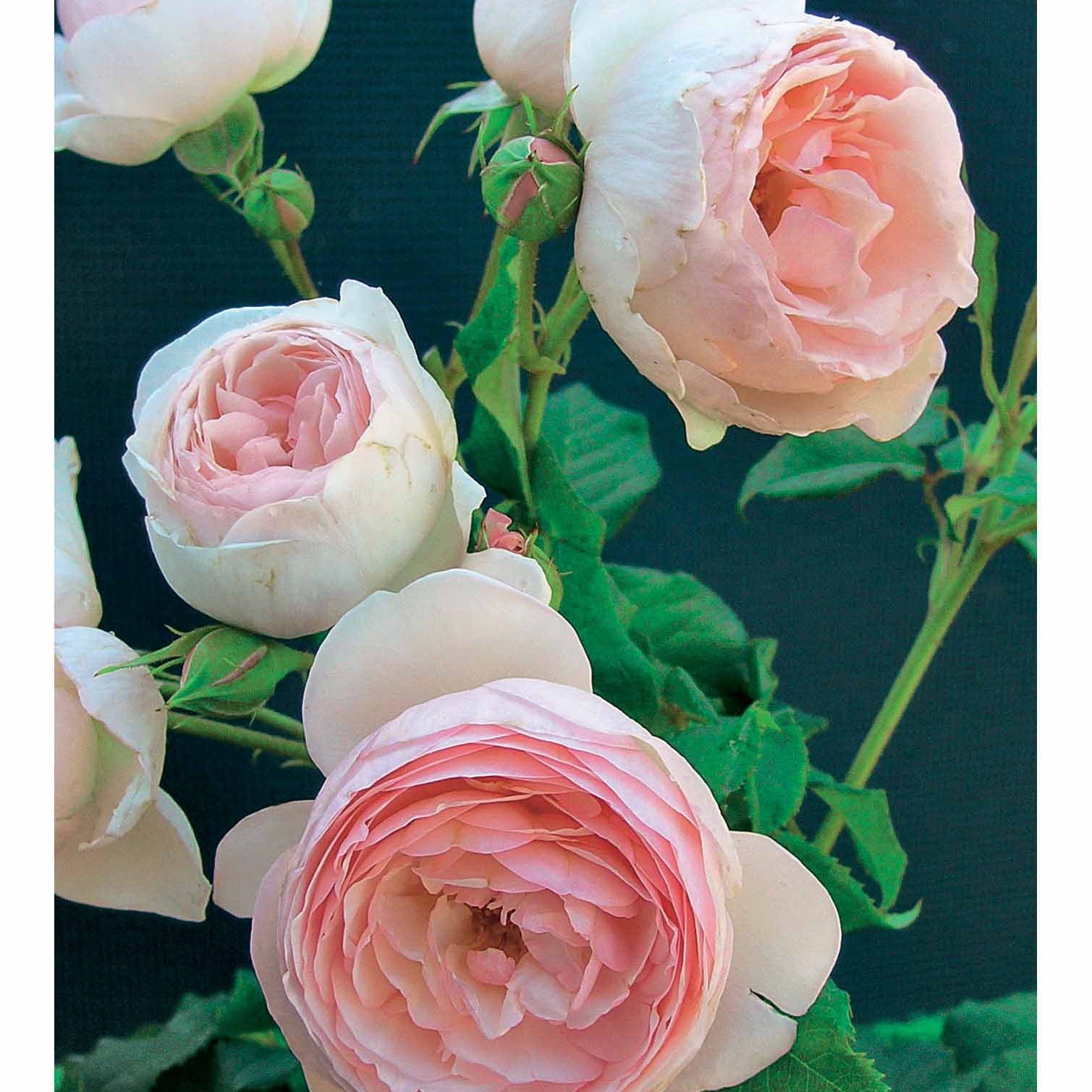 Engelse roos Mix 'Her's Ausgreen'® + 'Ausgreens Winne' (x2) - Rosa 'her's ausgreen' ® (ausblush), 'ausgreen's wi - Plantsoort