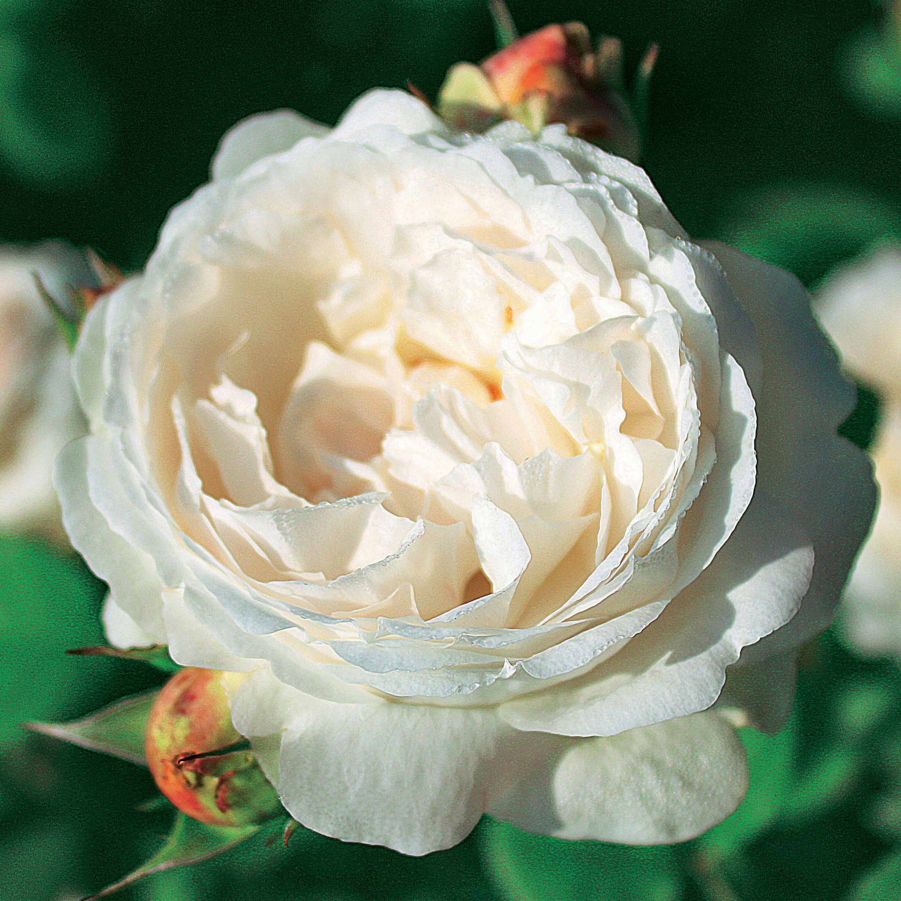Rosa 'her's ausgreen' ® (ausblush), 'ausgreen's wi - Engelse roos Mix 'Her's Ausgreen'® + 'Ausgreens Winne' (x2) - Geurende rozen