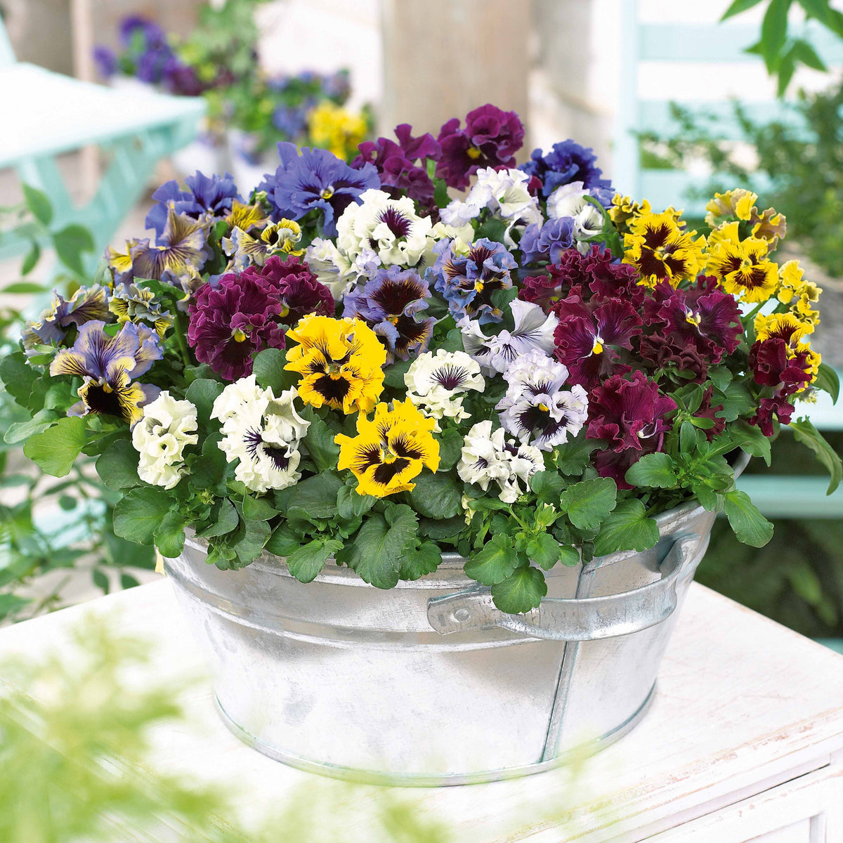 Grootbloemige viool (x2) - Willemse