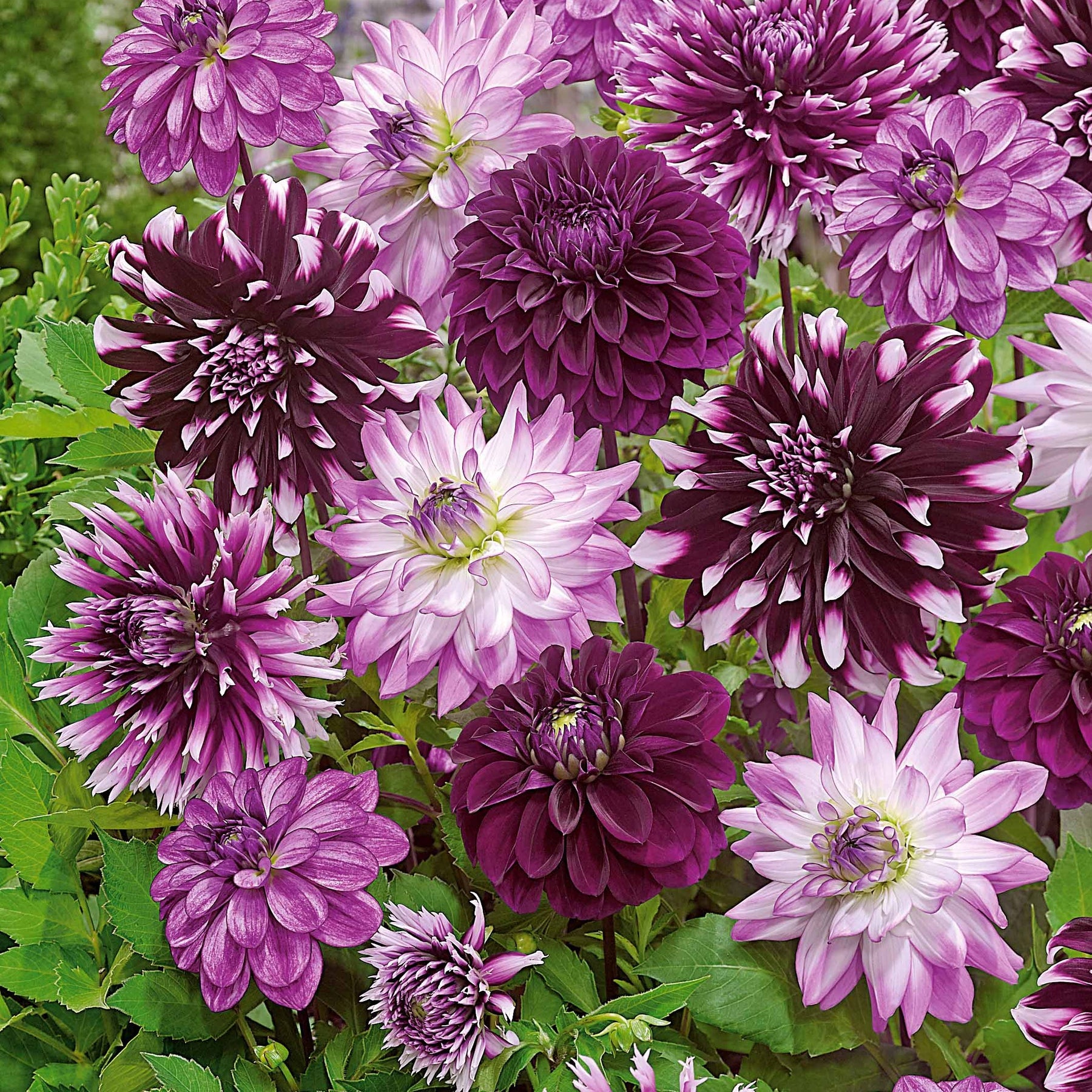 Dahlia Mix 'Grootbloemig' (x5) - Dahlia  - Willemse