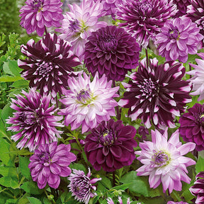 Dahlia Mix 'Grootbloemig' (x5) - Dahlia  - Willemse