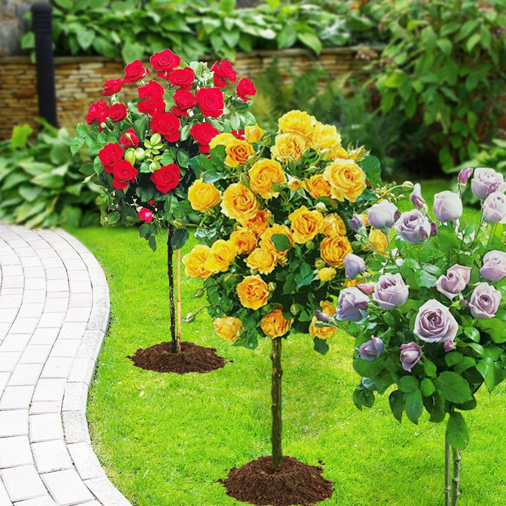 Stamrozen Mix 'Walztime'+ 'Sunsilk' + 'Dame de Coeur' (x3) - Rosa 'walztime' 'sunsilk''dame de coeur' - Willemse