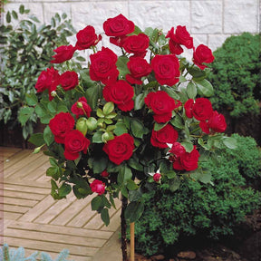 Rozen op stam - Stamrozen Mix 'Walztime'+ 'Sunsilk' + 'Dame de Coeur' (x3) - Rosa 'walztime' 'sunsilk''dame de coeur'