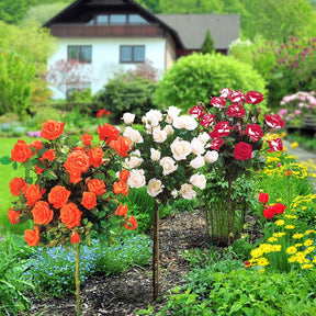 Stamroos Mix 'Ramona' + 'Korbin' + 'Orisia' (x3) - Rosa 'ramona', 'korbin', 'osiria' - Willemse