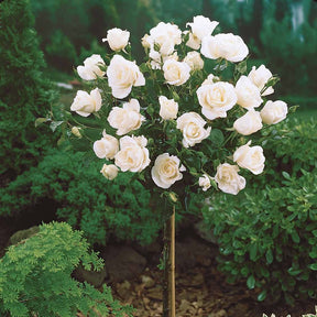 Rozen op stam - Stamroos Mix 'Ramona' + 'Korbin' + 'Orisia' (x3) - Rosa 'ramona', 'korbin', 'osiria'