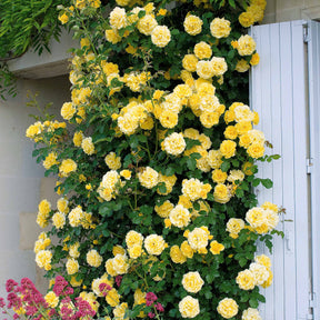Verkoop Klimroos Mix 'Ronsard' + 'Golden Gate' + 'Santana' (x3) - Rosa 'golden gate', 'santana', 'ronsard'