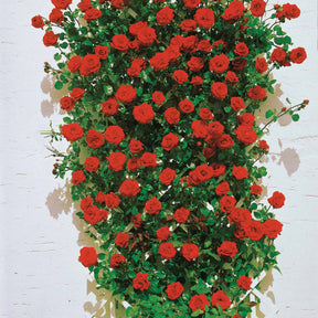 Rosa 'golden gate', 'santana', 'ronsard' - Klimroos Mix 'Ronsard' + 'Golden Gate' + 'Santana' (x3) - Klimrozen