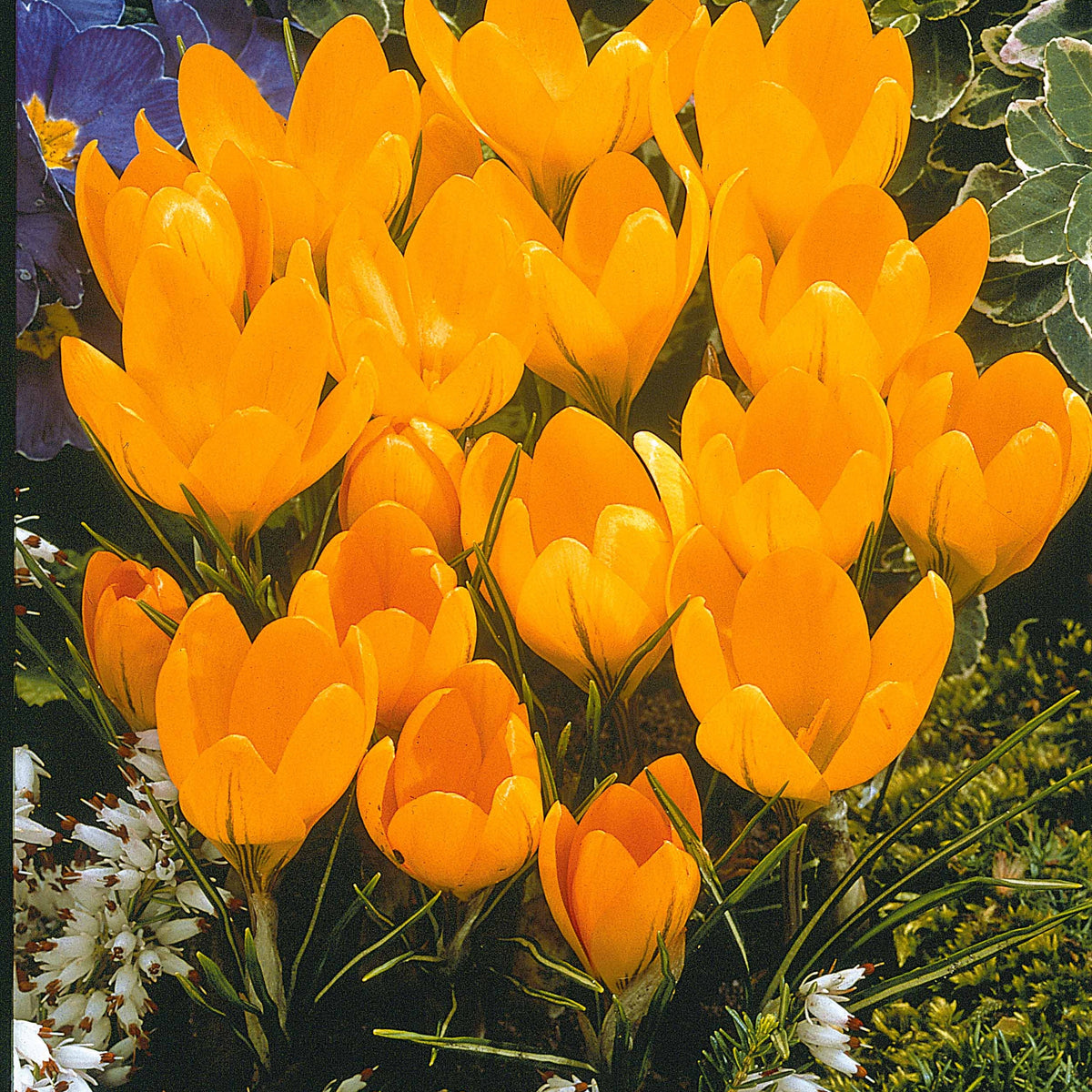 ColleCtie Grootbloemige Krokussen (x60) - Crocus 'yellow mammouth', 'flower record', 'jeanne - Willemse
