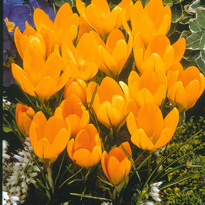 ColleCtie Grootbloemige Krokussen (x60) - Crocus 'yellow mammouth', 'flower record', 'jeanne - Willemse