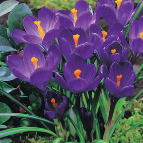 Crocus 'yellow mammouth', 'flower record', 'jeanne - ColleCtie Grootbloemige Krokussen (x60) - Krokus
