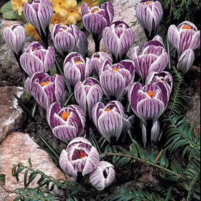 Verkoop ColleCtie Grootbloemige Krokussen (x60) - Crocus 'yellow mammouth', 'flower record', 'jeanne