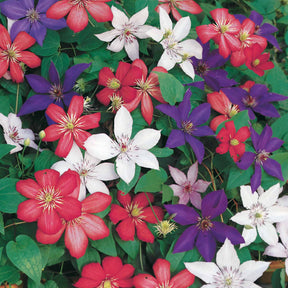 Clematis Collectie: Ville de Lyon, Miss Bateman Ville de Lyon, juffrouw Bateman, voorzitster (x3) - Willemse