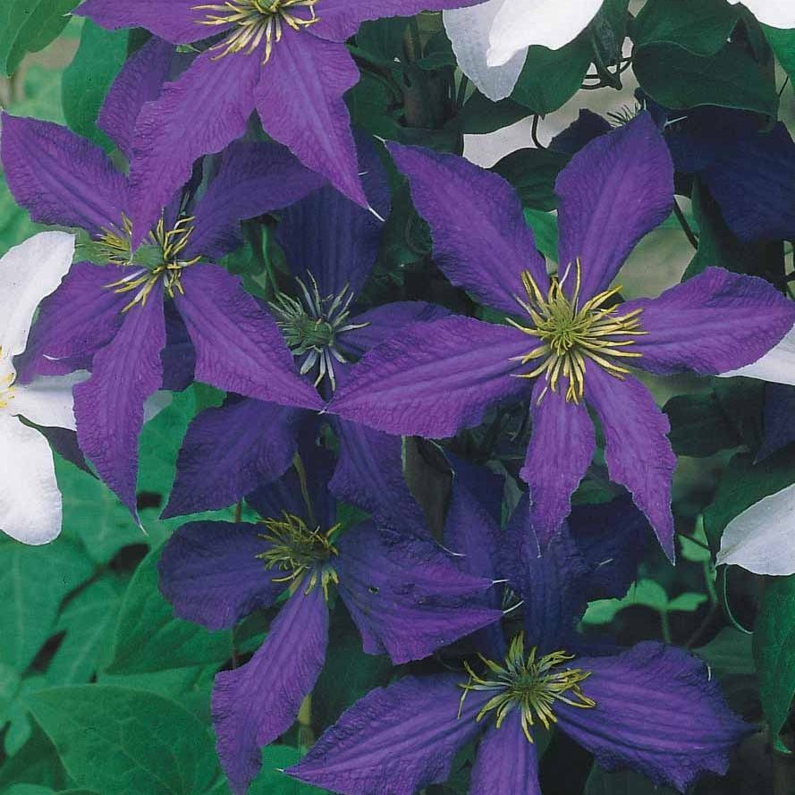 Verkoop Clematis Collectie: Ville de Lyon, Miss Bateman Ville de Lyon, juffrouw Bateman, voorzitster (x3) - Clematis Ville de Lyon, Miss Bateman, Président
