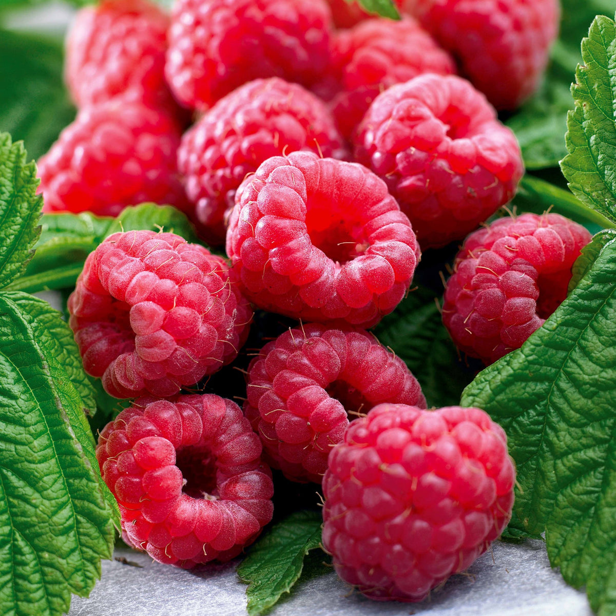 Framboos Collectie: Marastar, Fallgold, Sumo (x12) - Rubus idaeus Marastar ®, Sumo 2, Fallgold - Willemse